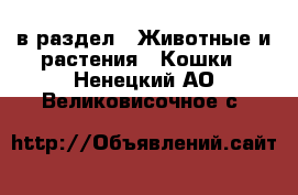  в раздел : Животные и растения » Кошки . Ненецкий АО,Великовисочное с.
